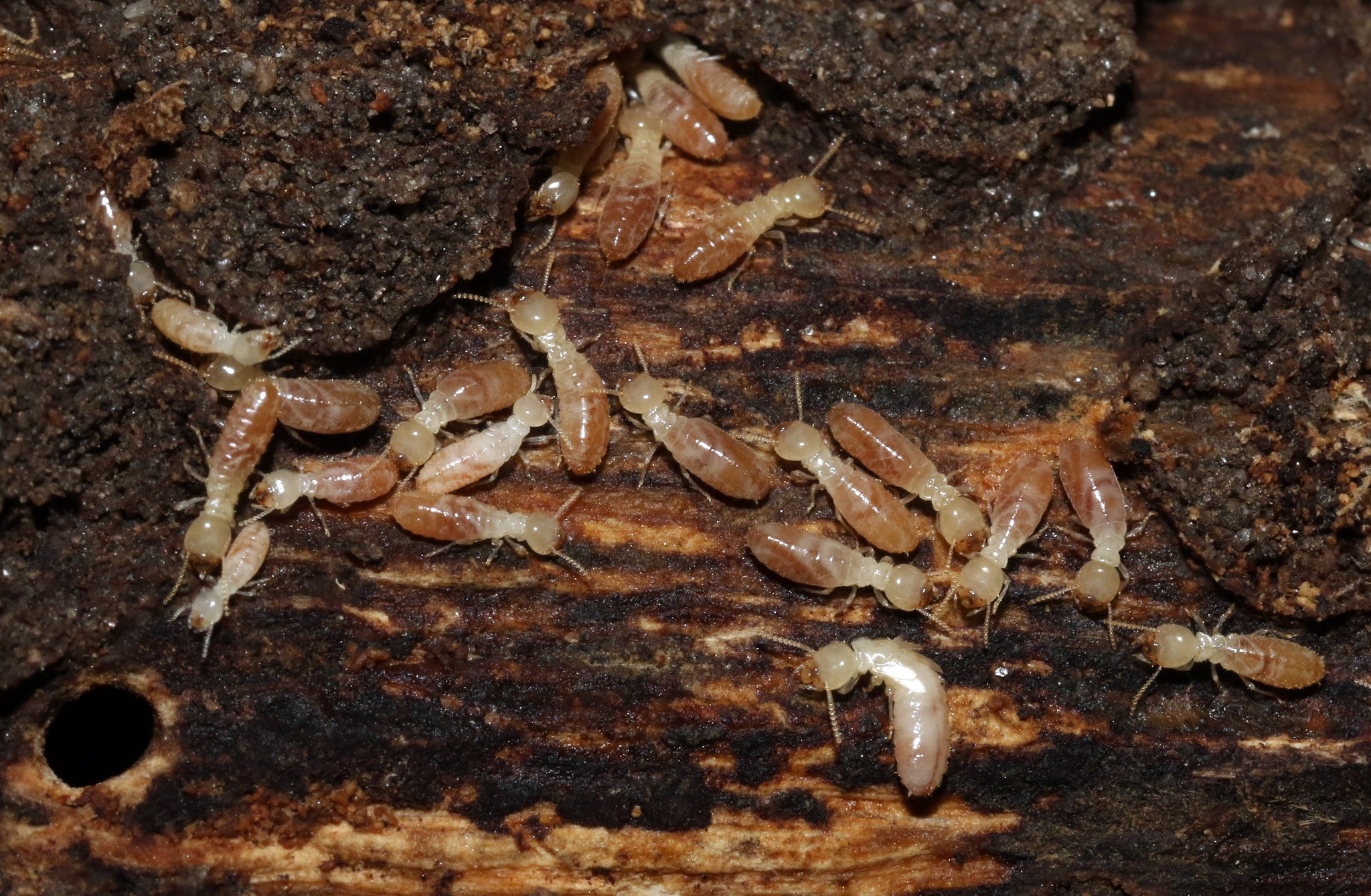 western-subterranean-termites-reticulitermes-hesperus_0.jpeg 