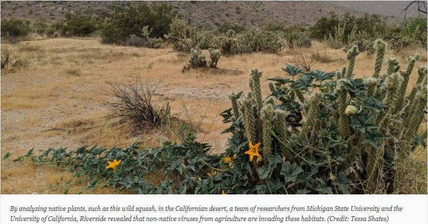 Wild desert plants face viral surprise