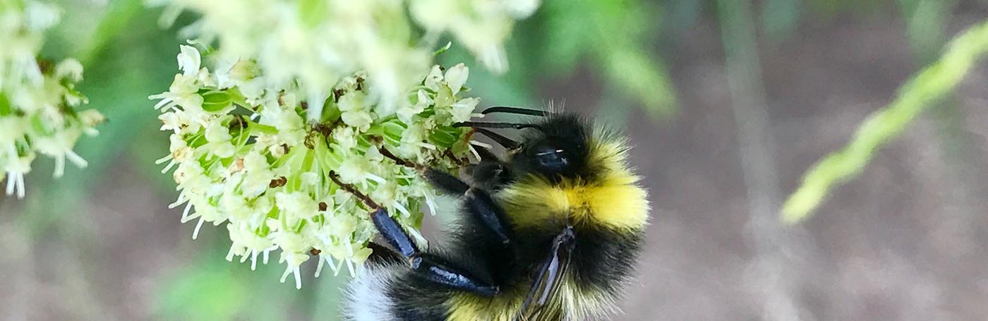 Bee Bee